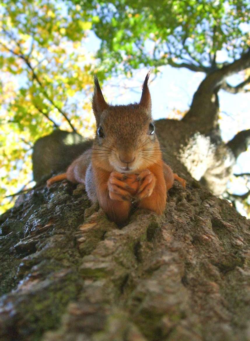 squirrel copywriters